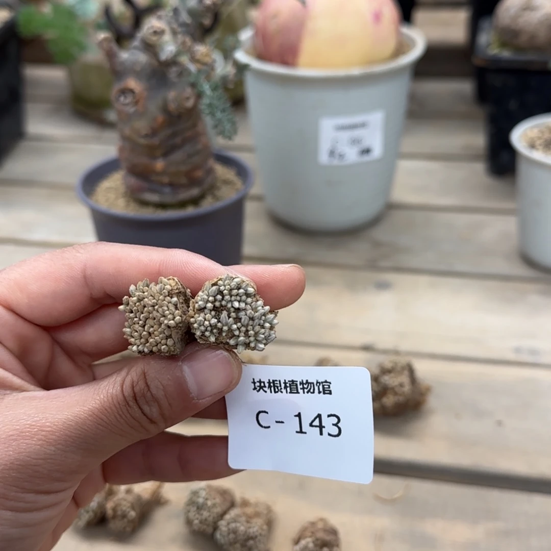 143 韧锦块根块根植物