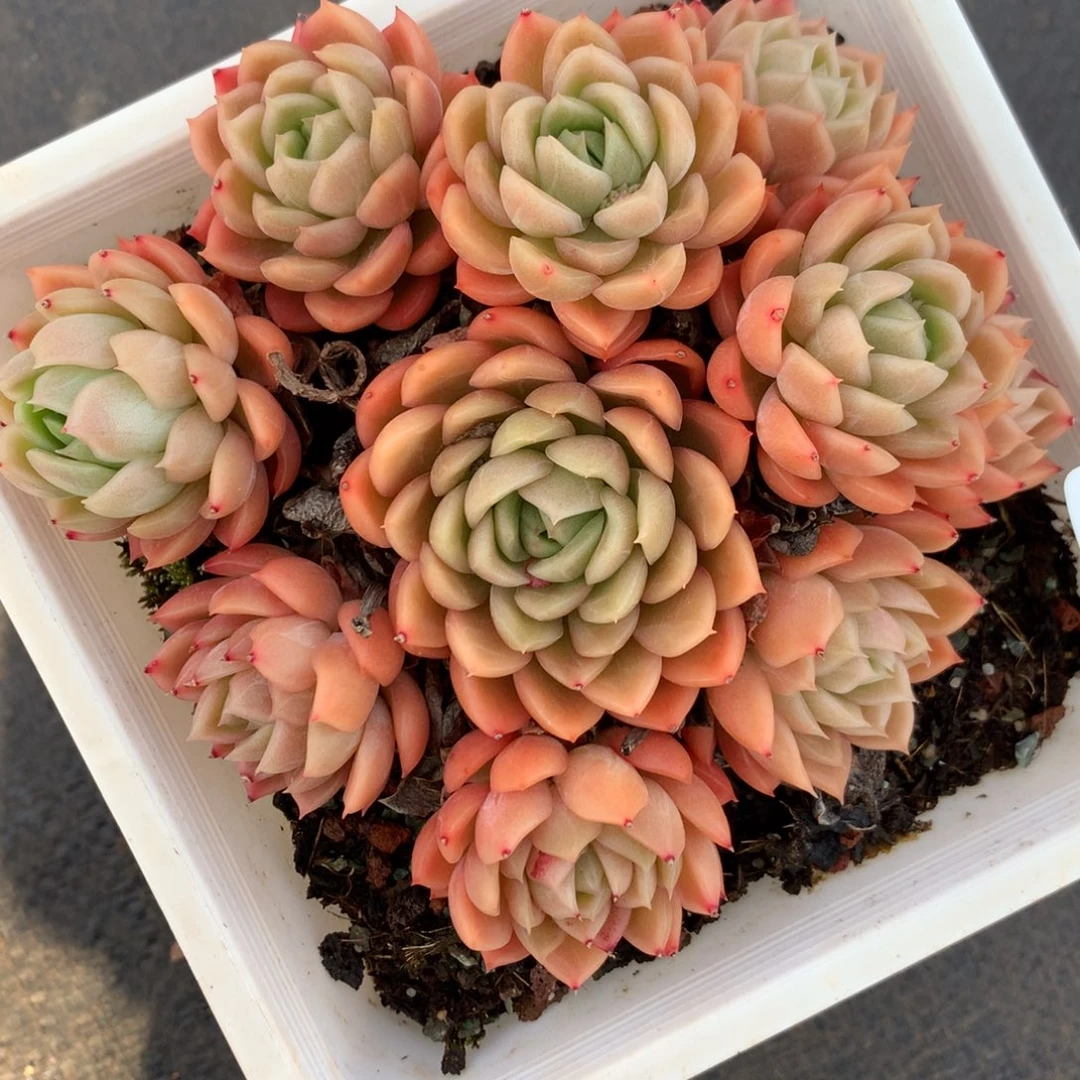 108杂交多肉老桩美肉