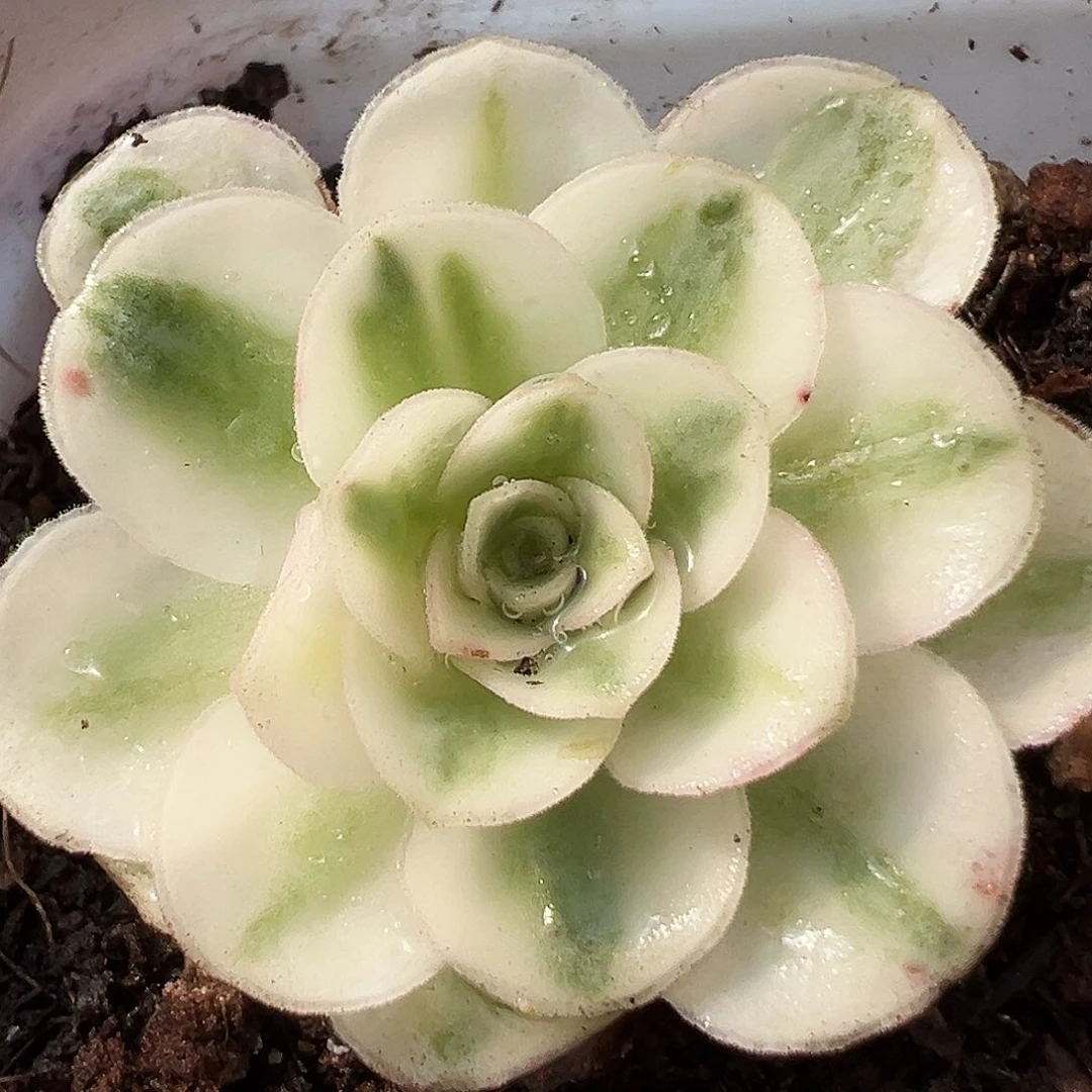 山地玫瑰锦冬雪10月28日