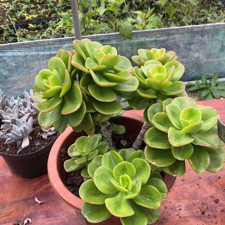 红梅整装老桩多肉