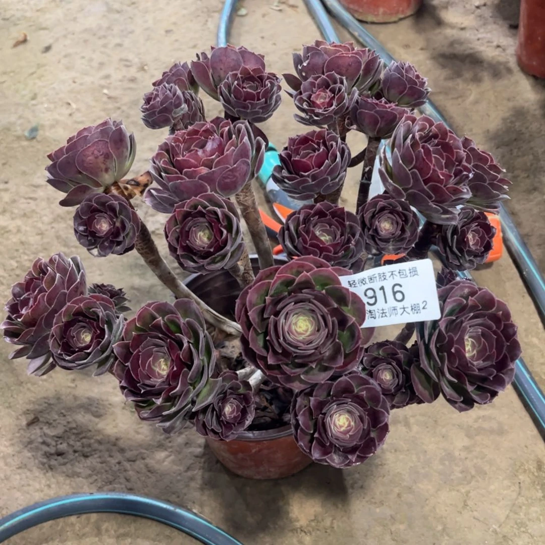 916荷兰园叶玫瑰丛林多肉植物