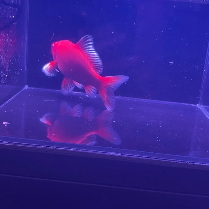 蝴蝶鲤13号蝴蝶鲤小缸