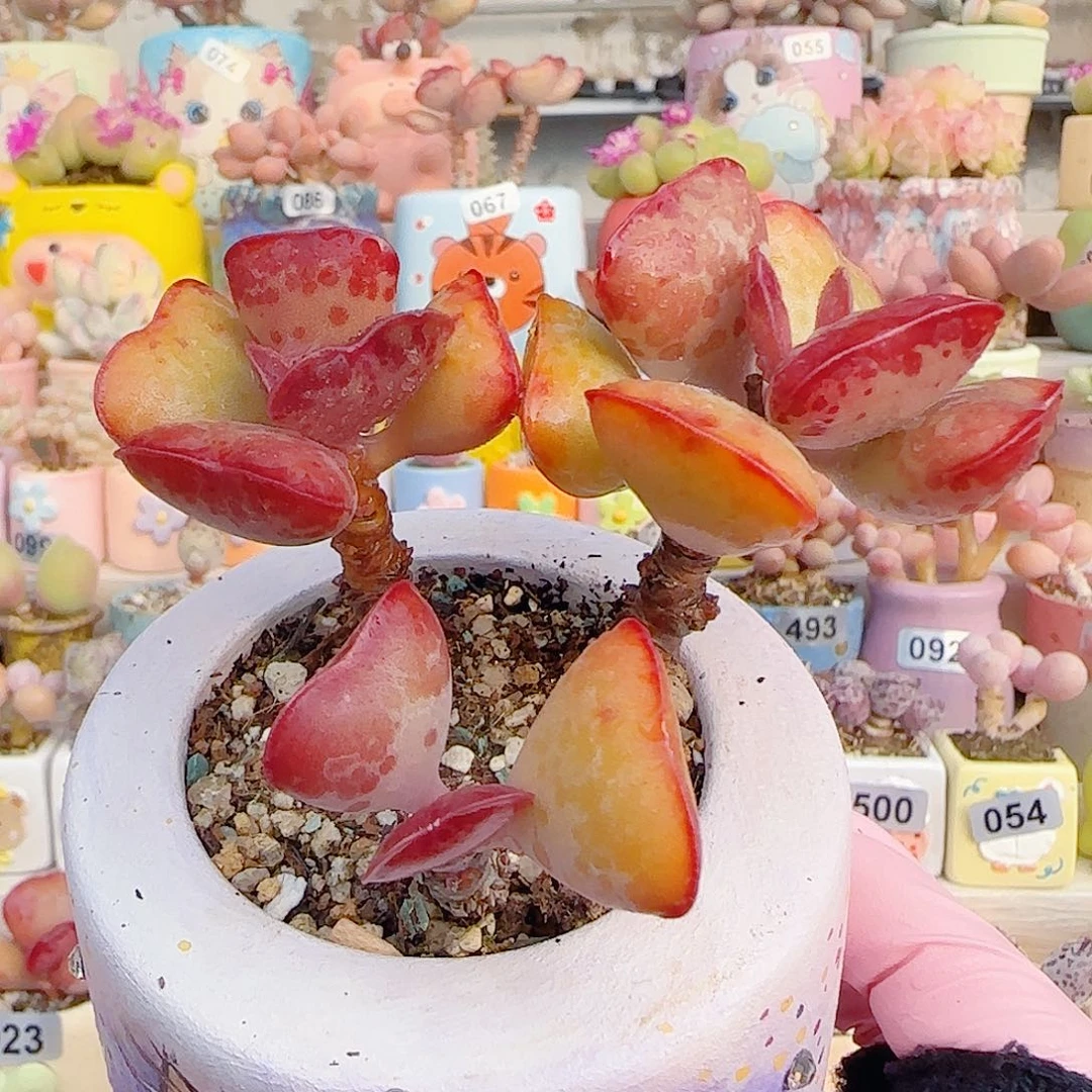 L 老桩爱心 盆口6cm