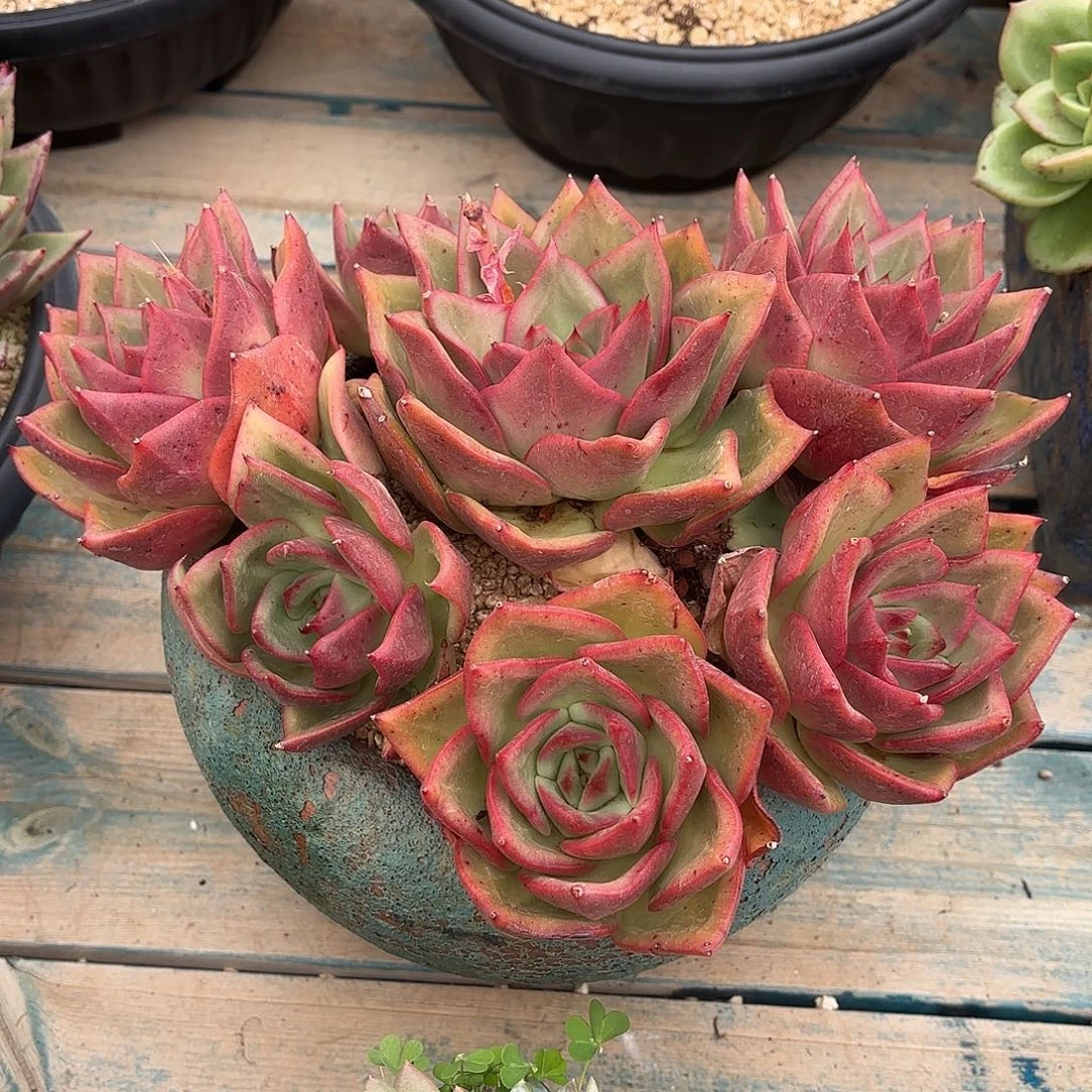 丘比特优选多肉植物