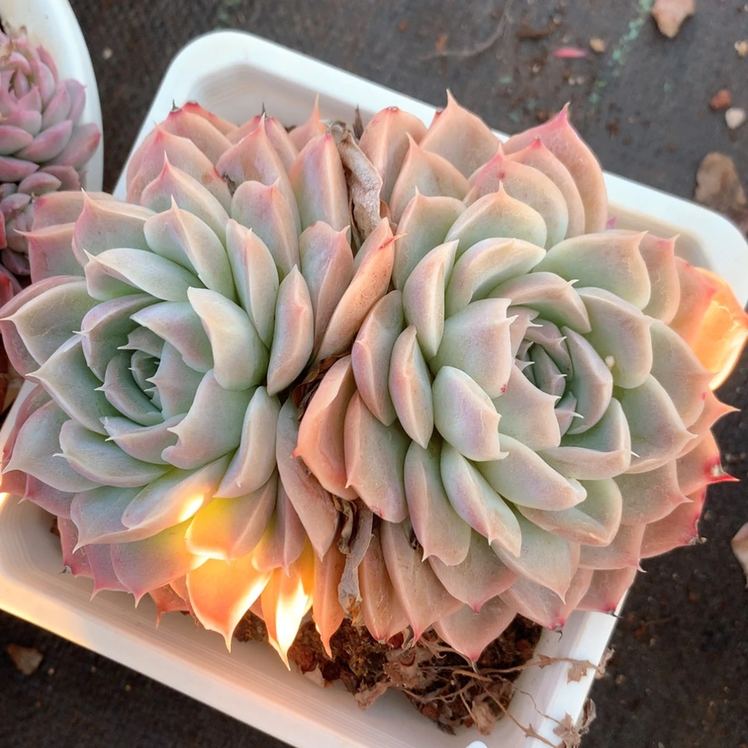 3771杂交多肉植物基地