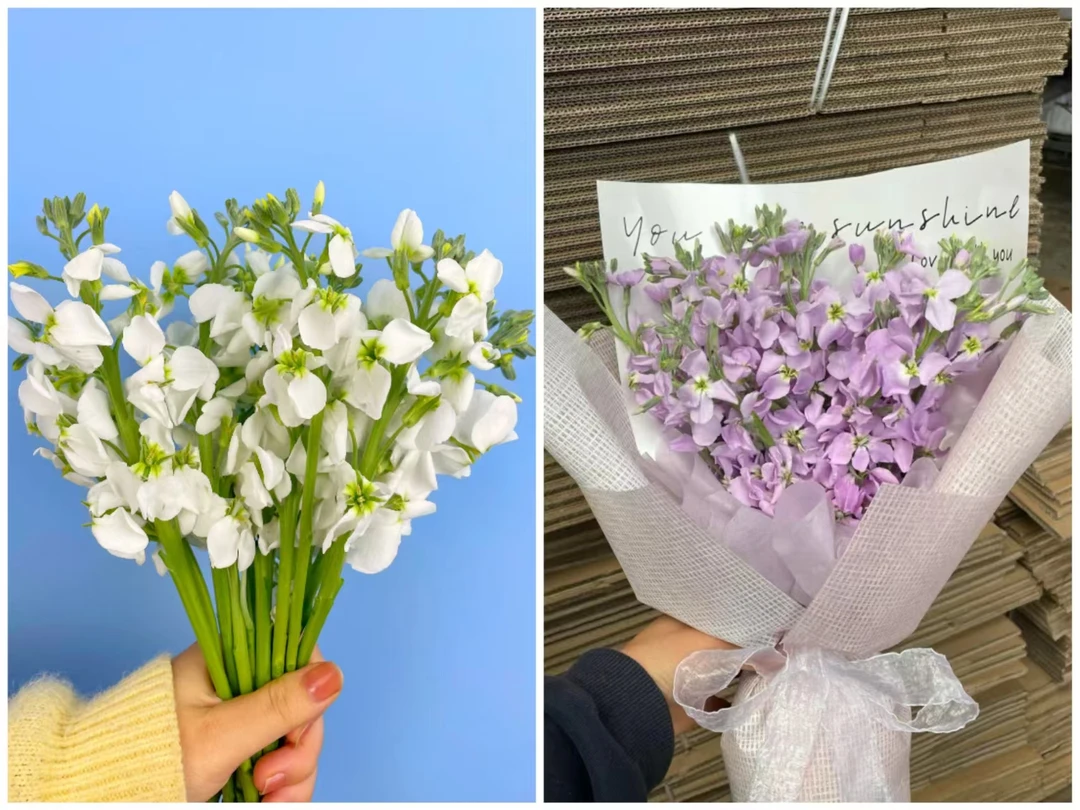 白色+紫色单瓣香香紫罗兰    基地鲜花