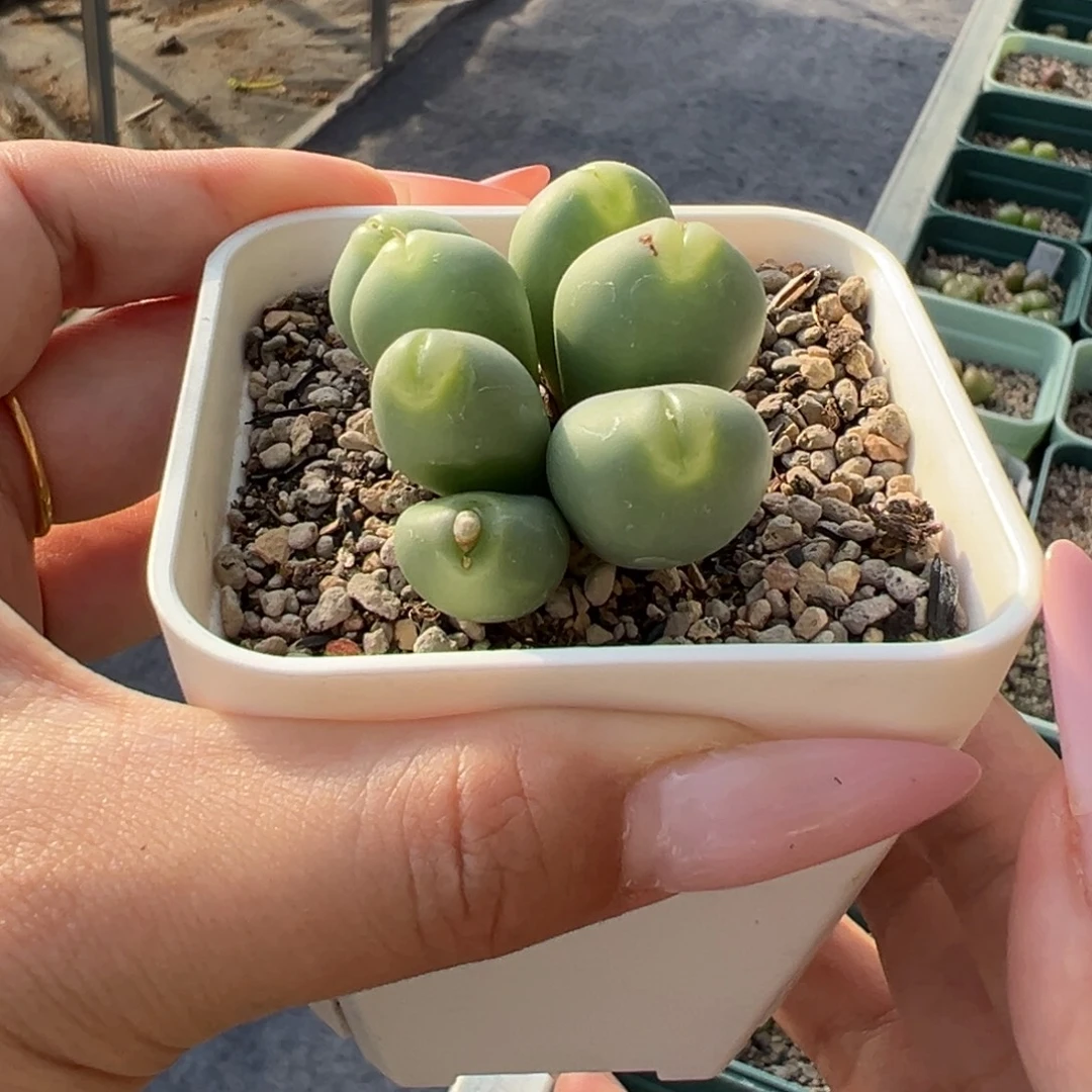 海豚嘴杂 单头价可切多肉植物
