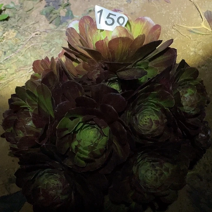 看****界多肉植物法师159花月夜