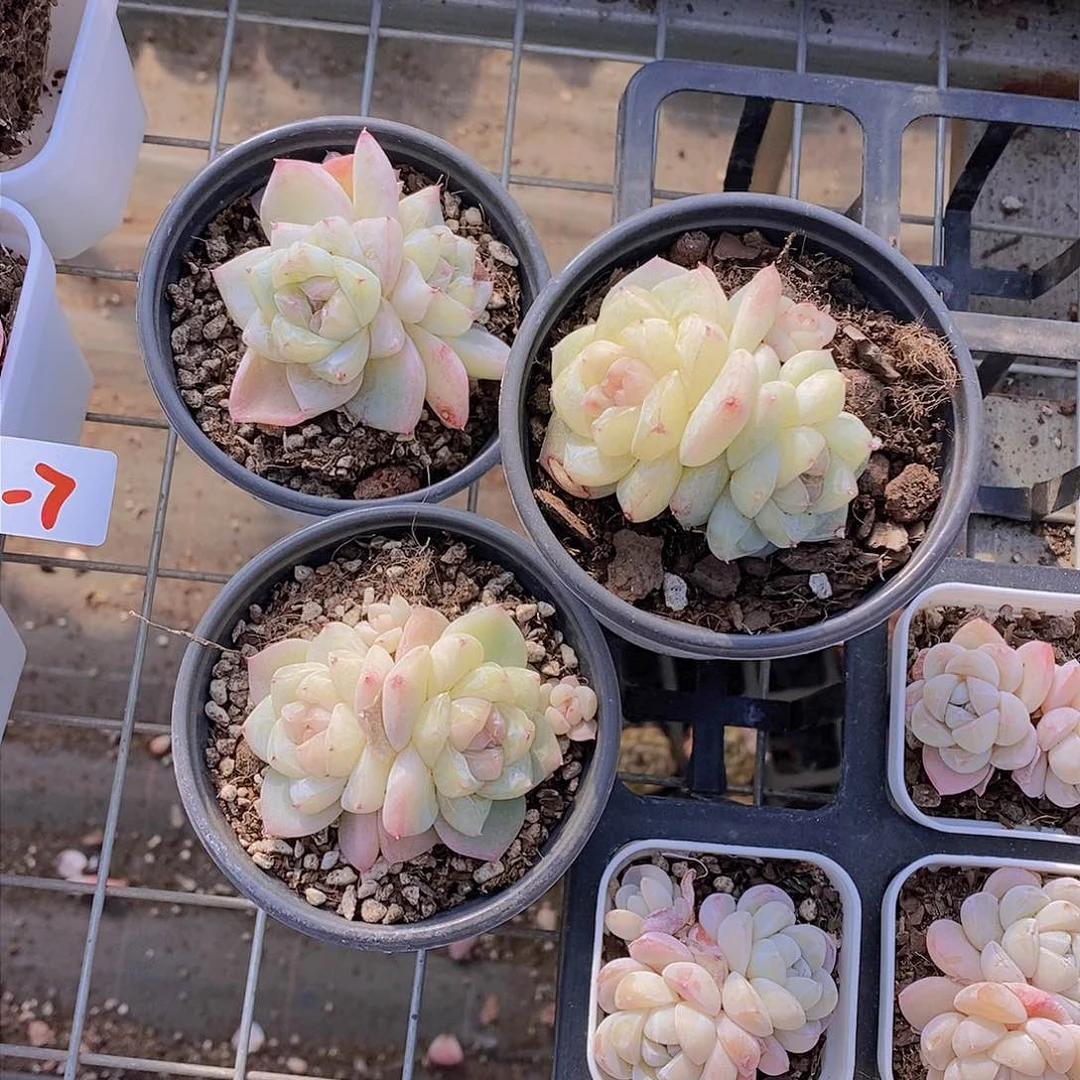 10-8-白泽双头一颗 量拍