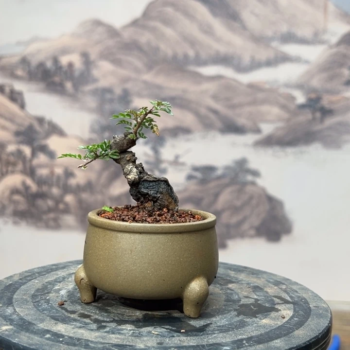 西***辉无花朵云南话小石积