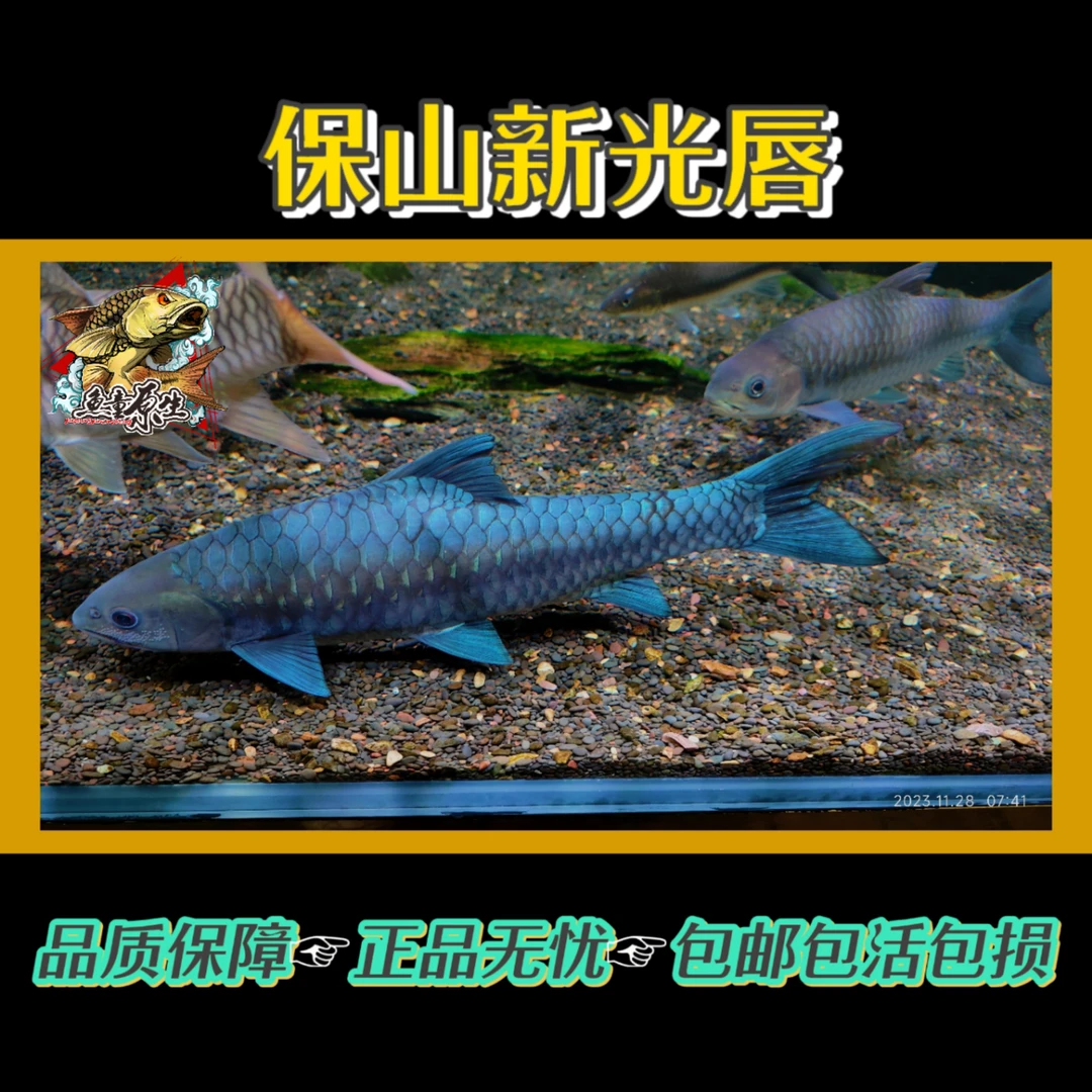 云南清水河保山新光唇蓝吉罗鱼淡水观赏原生大型鱼