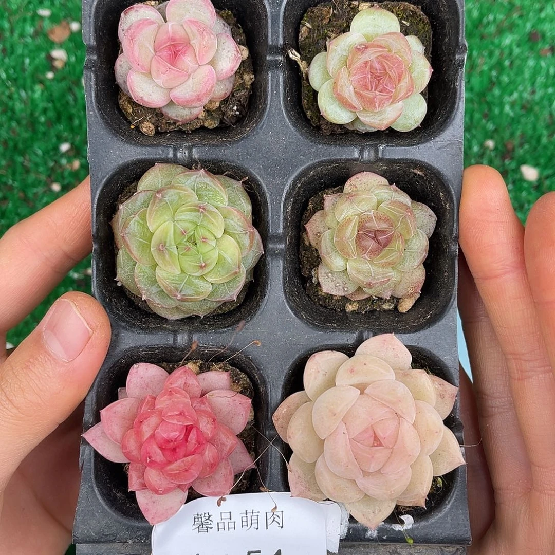 多肉植物一物一拍4-54