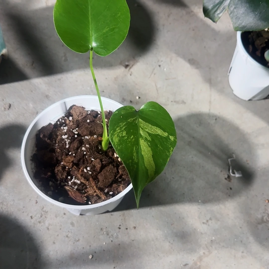 当前无花朵，栽培后可花朵常*龟背竹植物一物一拍
