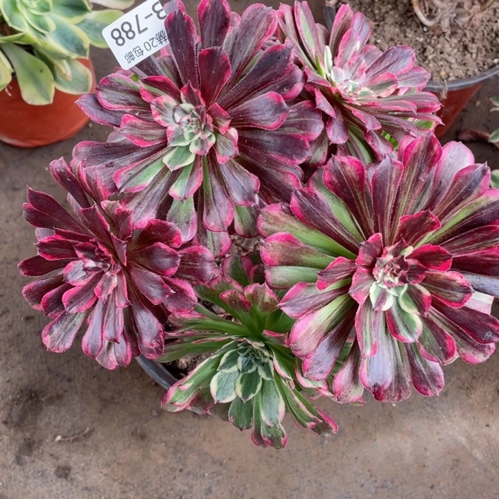 788铜花顺多肉12344789