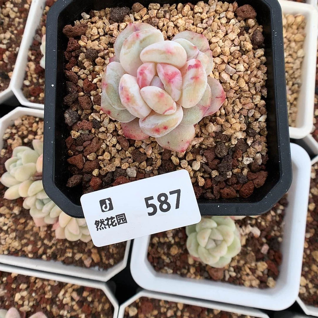 587星影石化666多肉植物