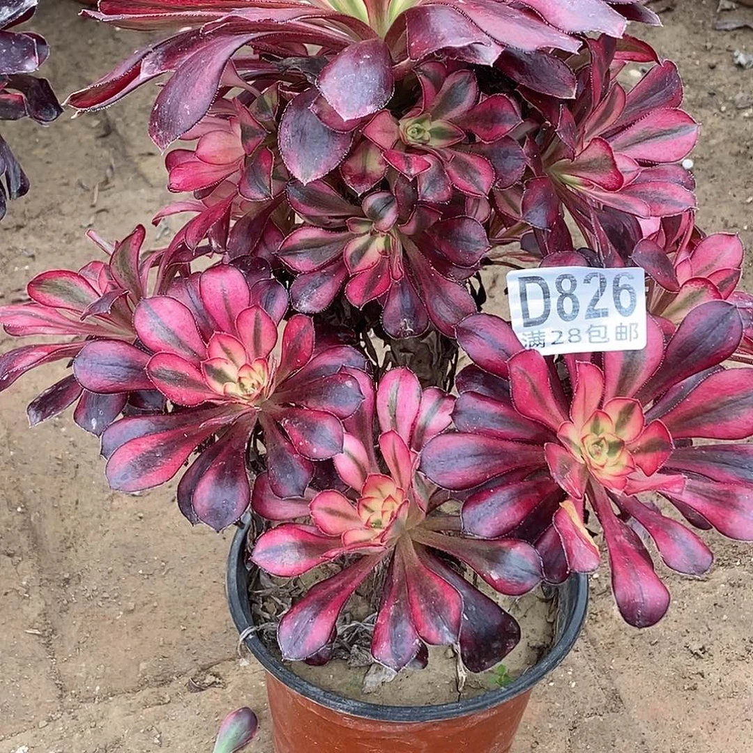 826香奈儿多肉植物无售后