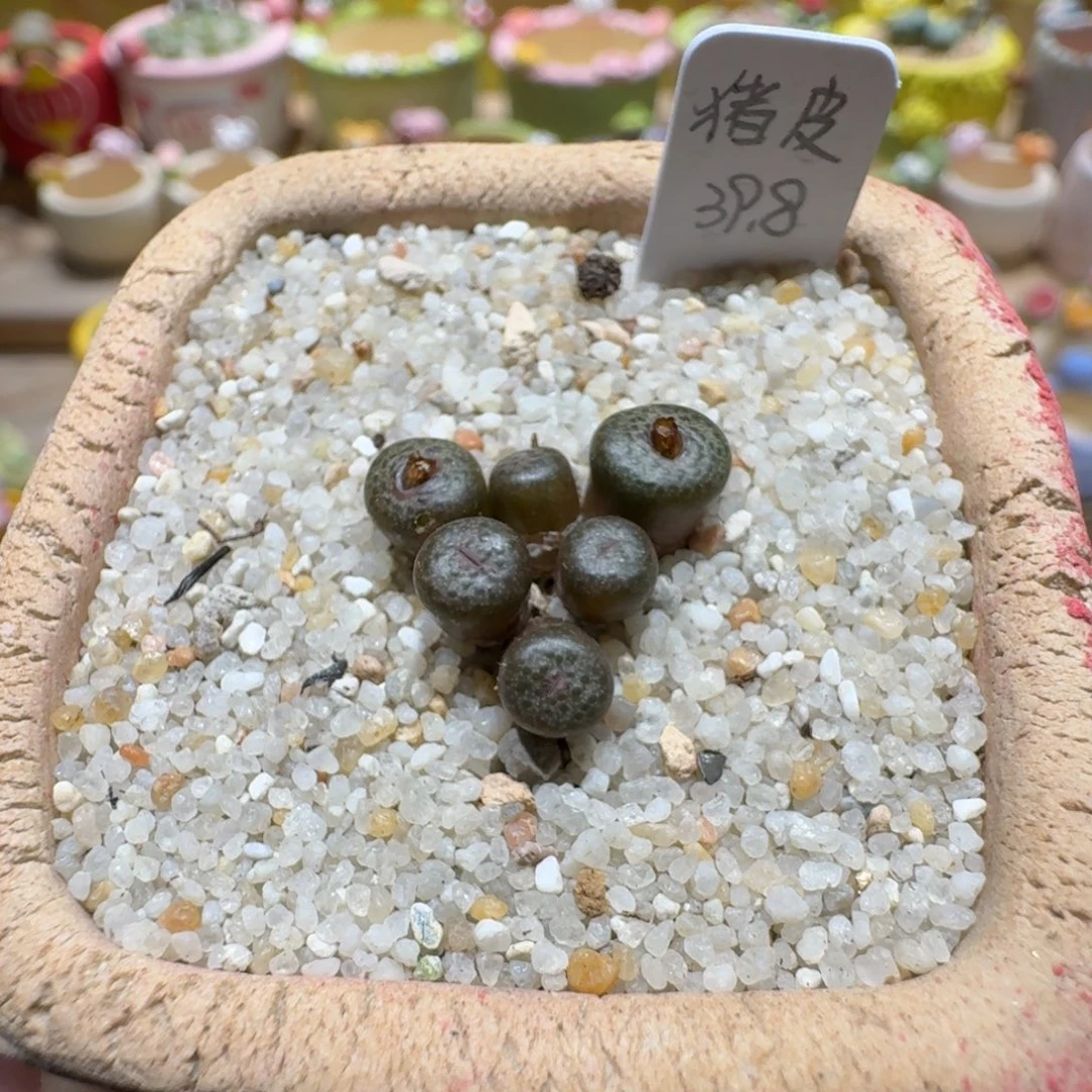 蘑菇1176猪皮多肉植物