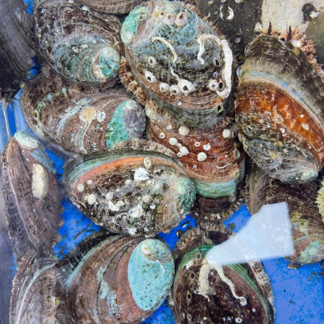 8头鲍鱼12元一个80克