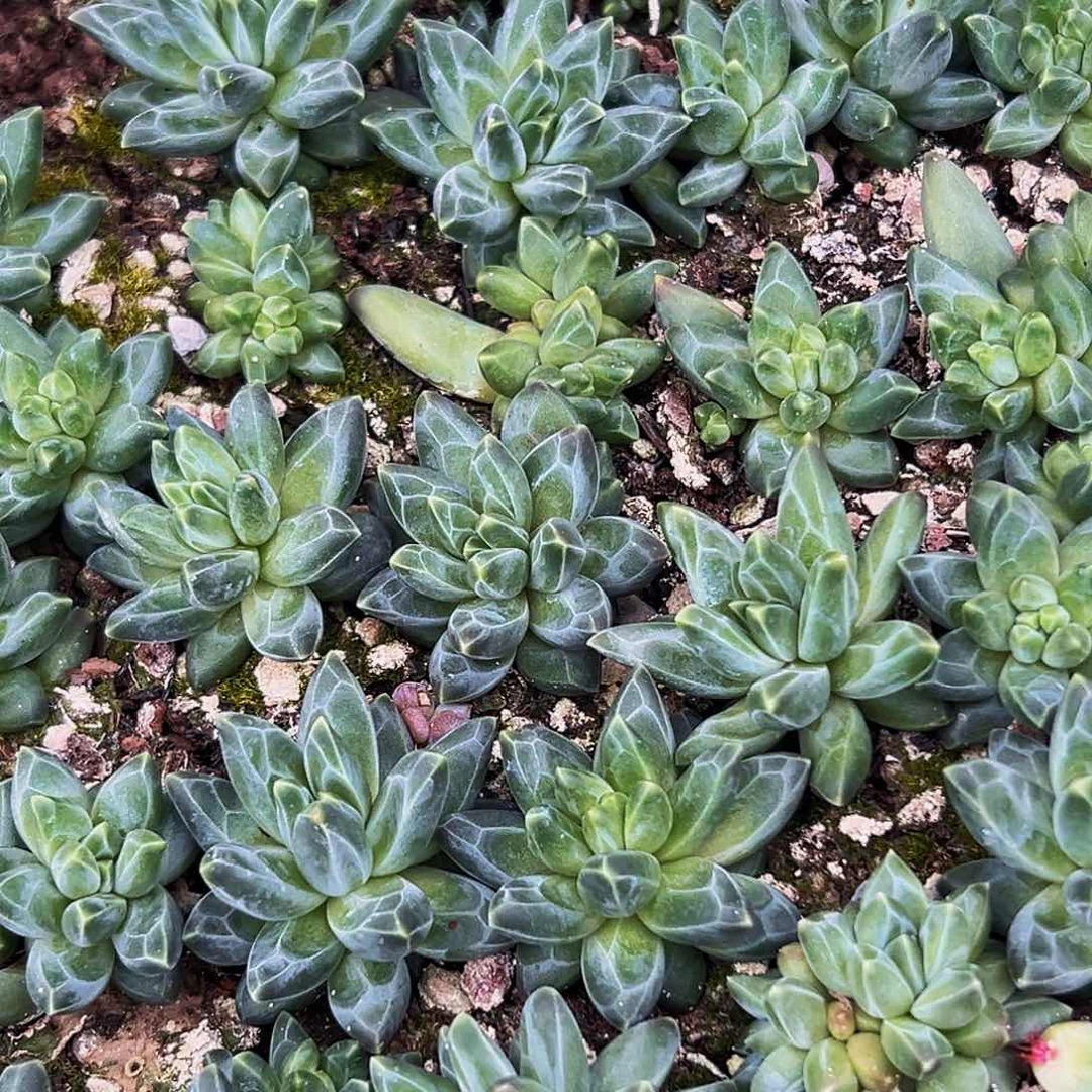 10颗美人系列多肉植物