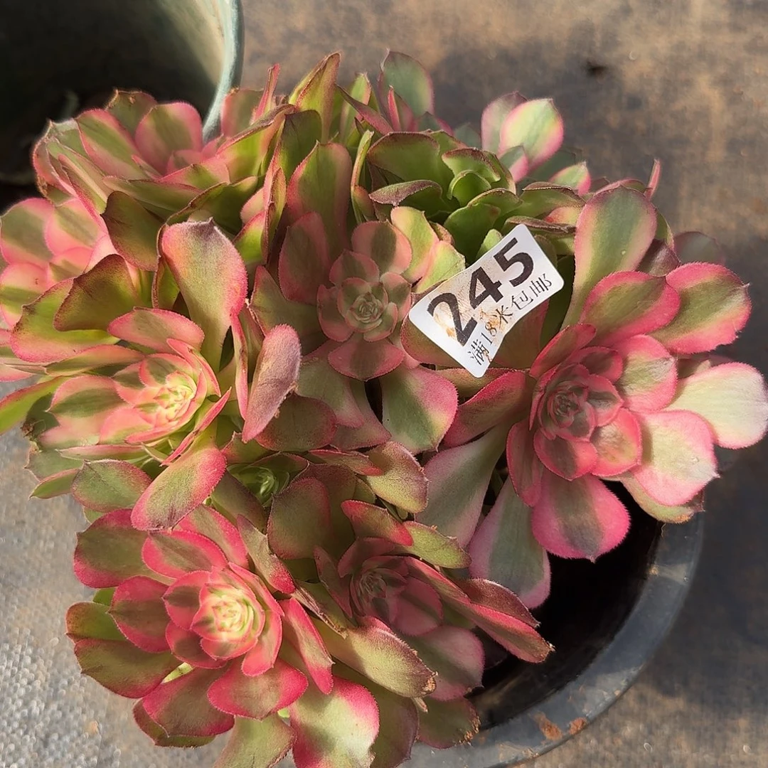 245荔枝朵朵缀福利发货