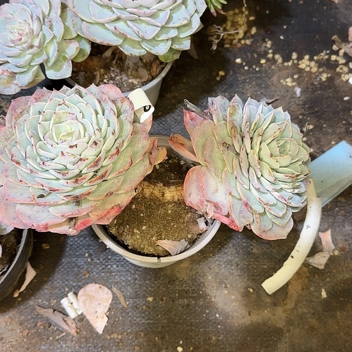 龙***风多肉植物一物一拍海棠花406