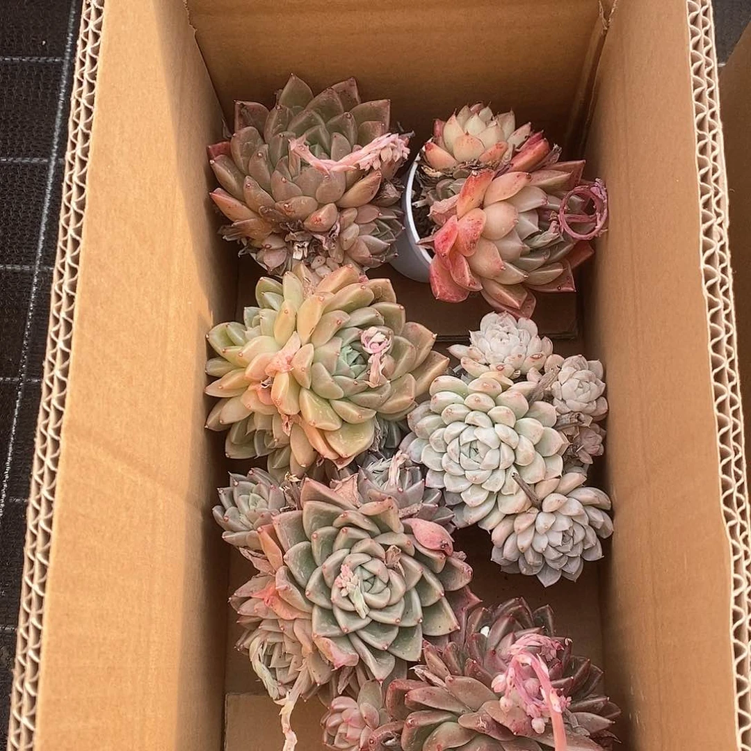 各色系群生 超大个 6714