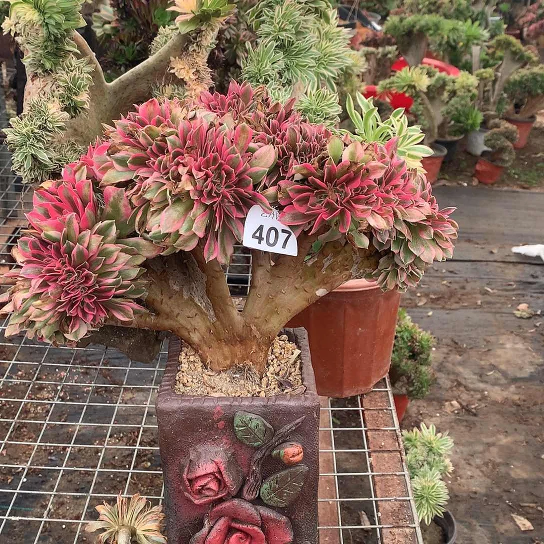 407粉女巫缀化缀化