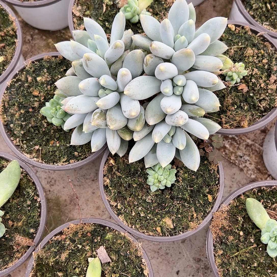 【闪购商品】哥特胖体多头