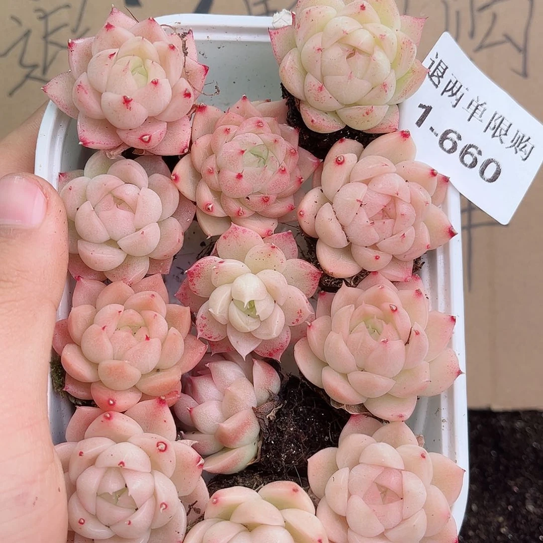 1-660 新疆西藏内蒙不发12.8包邮2-3公分