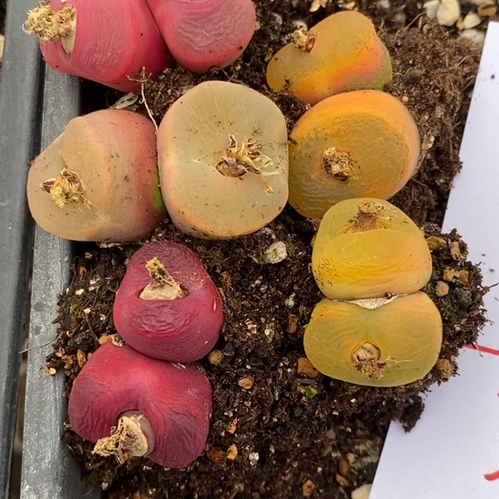 1970一组一组一组