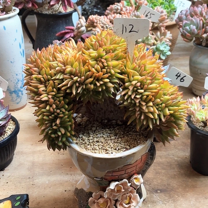 多肉植物，冬云杂交缀化112号