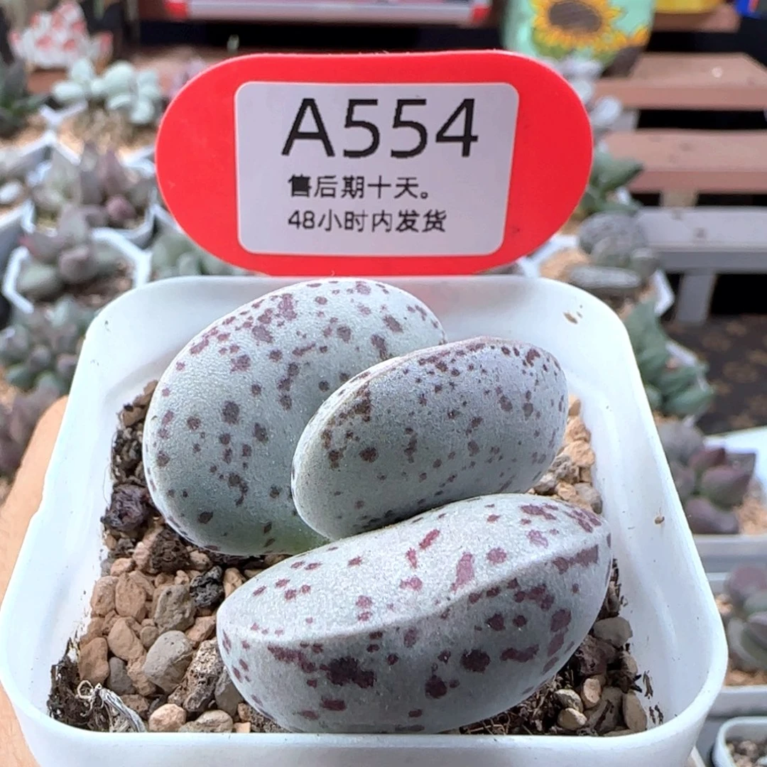 巨型花蛋。    554。