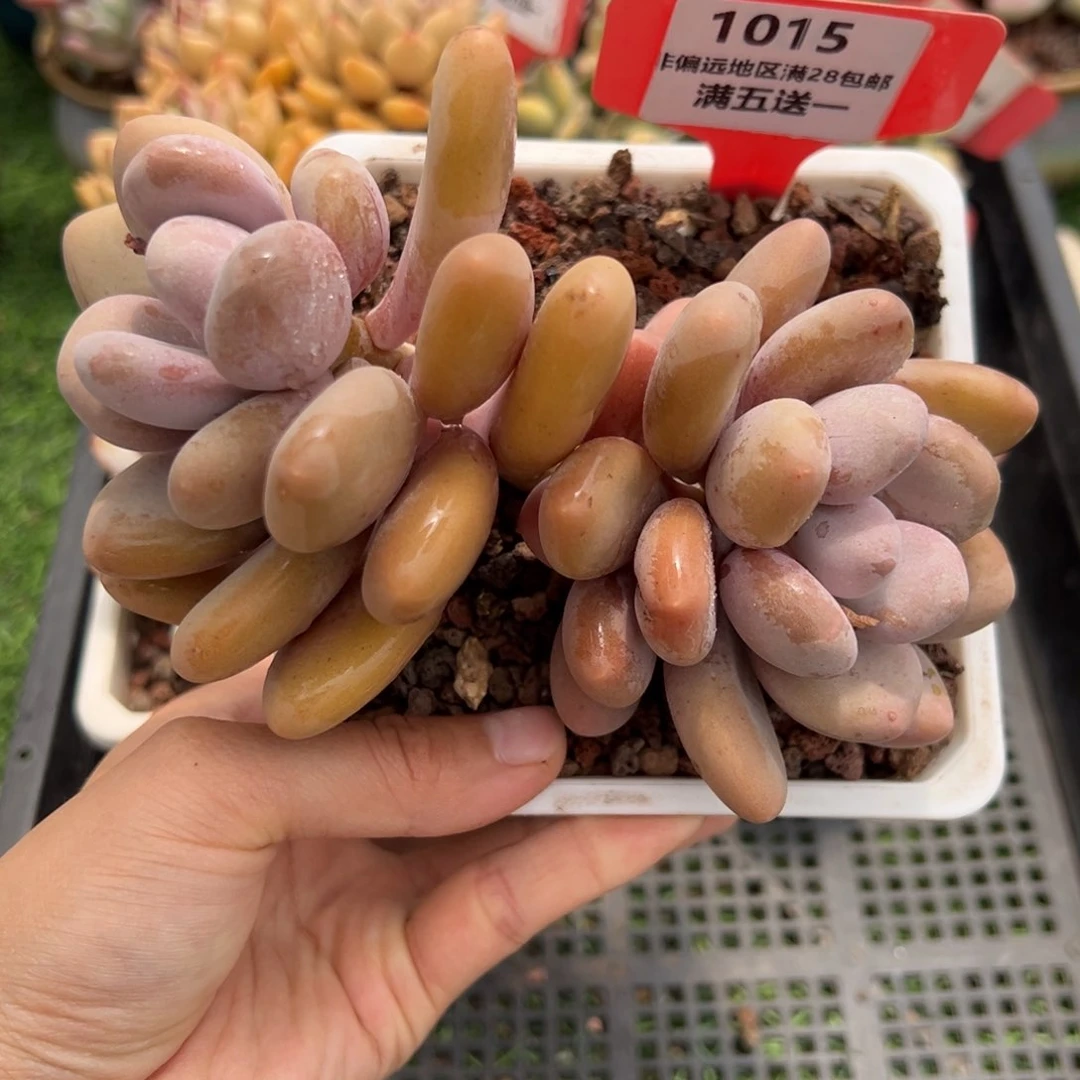 表妹精品精品多肉1015.