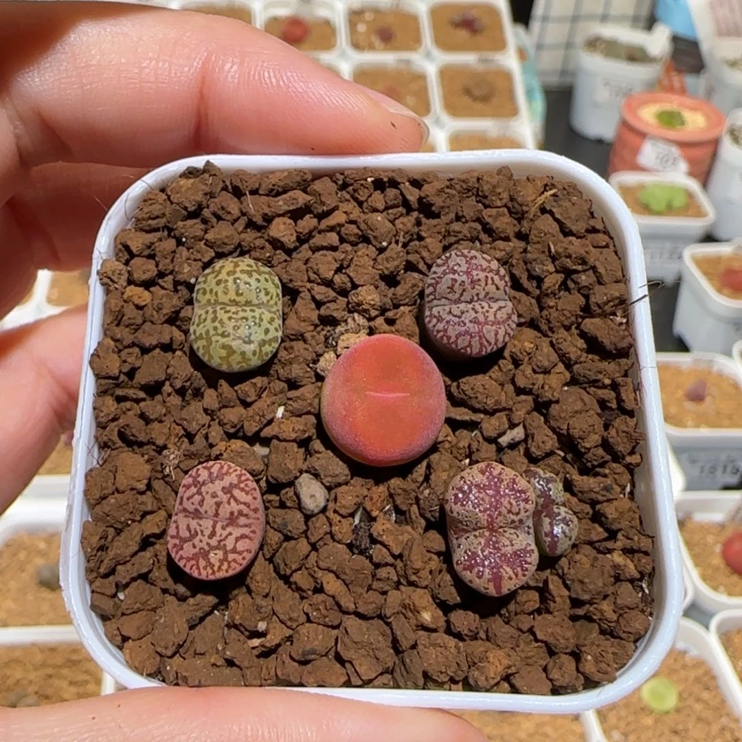 肉锥多肉植物百科-勋章组合1559