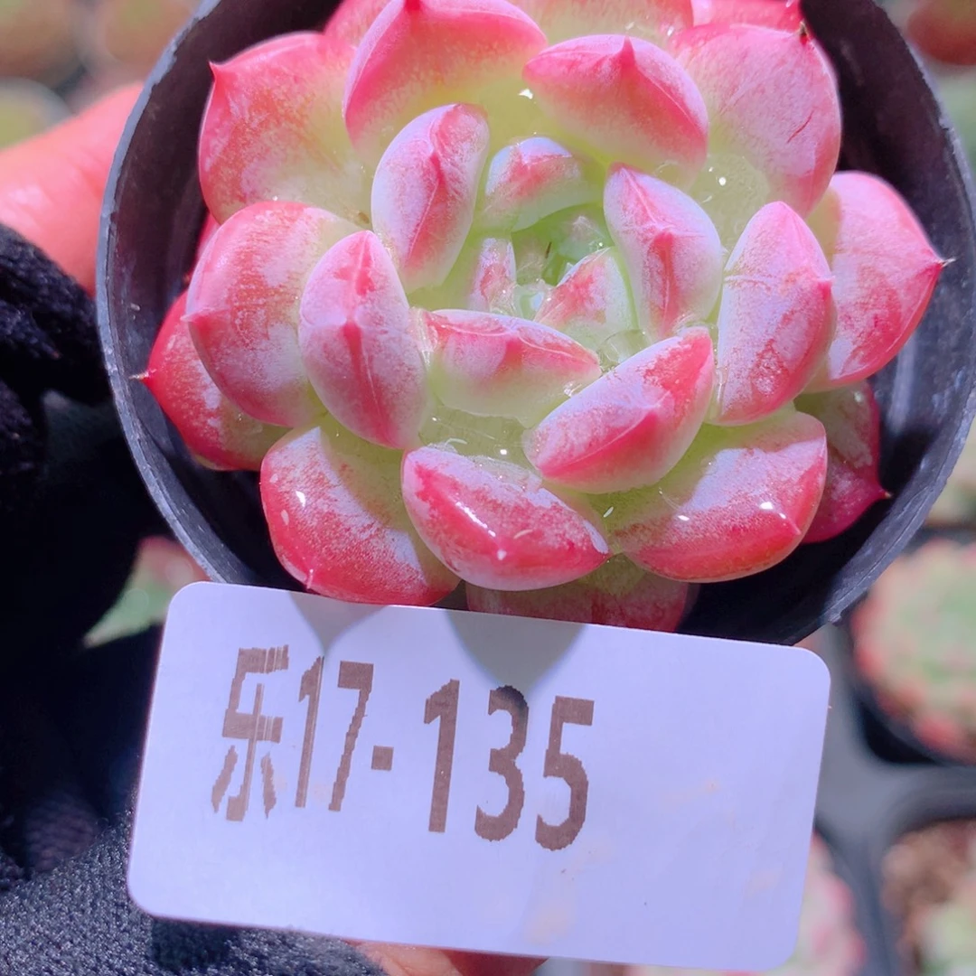 乐然17-135 新品单头