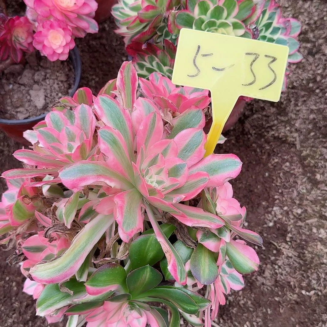 5-33---多头多肉植物