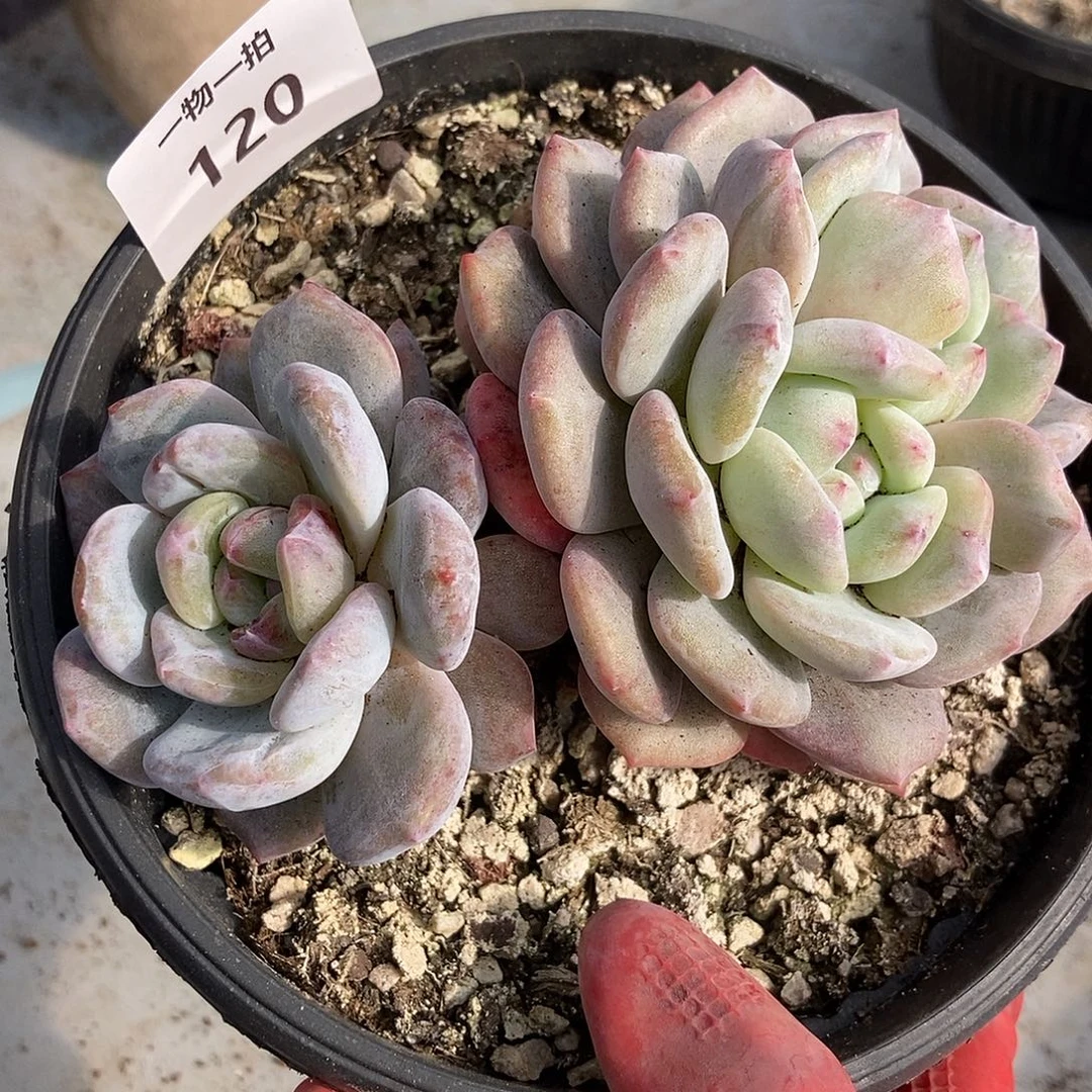 120石化一物一拍多肉