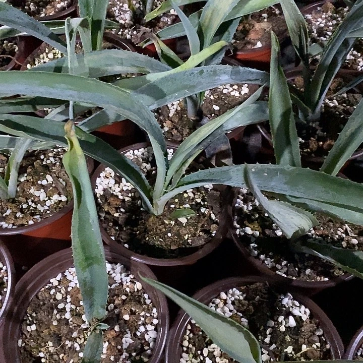 完美主义者勿拍银边原生苗