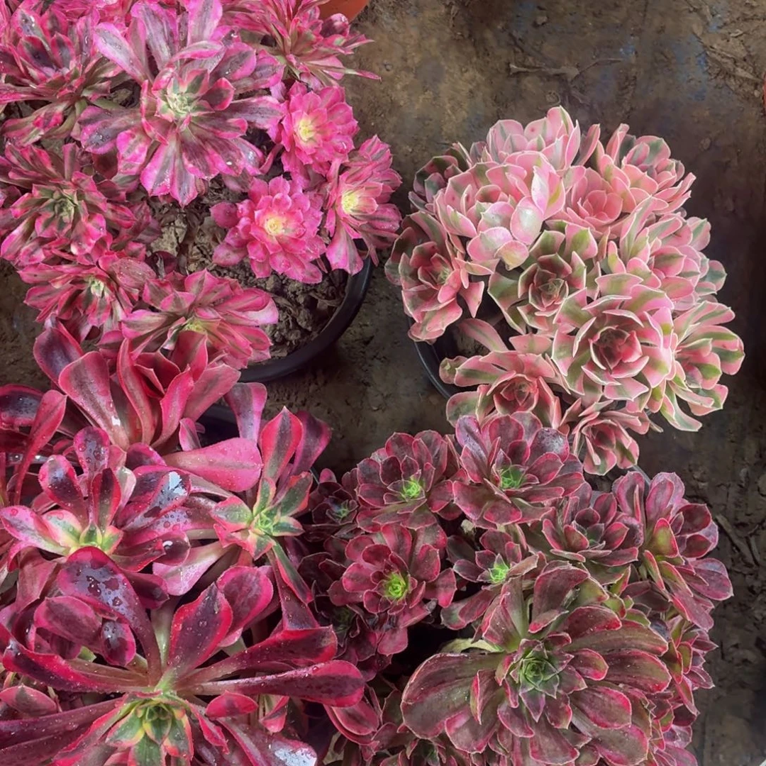 大美杜莎+红铜白+安娜+粉女巫送祝融