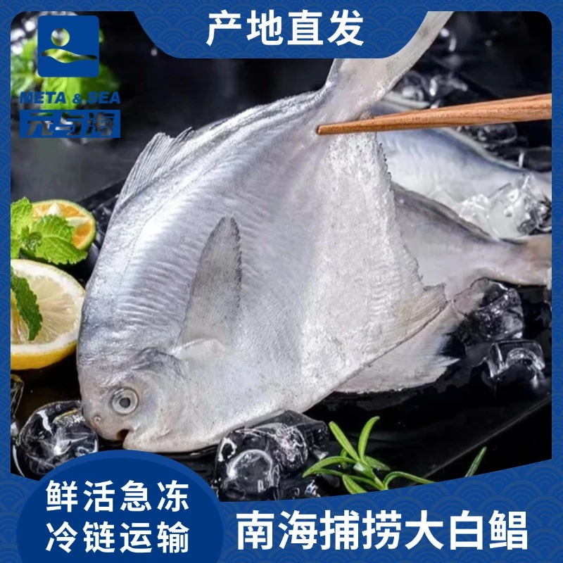 新鲜南海白鲳鱼肉质美味鲜嫩