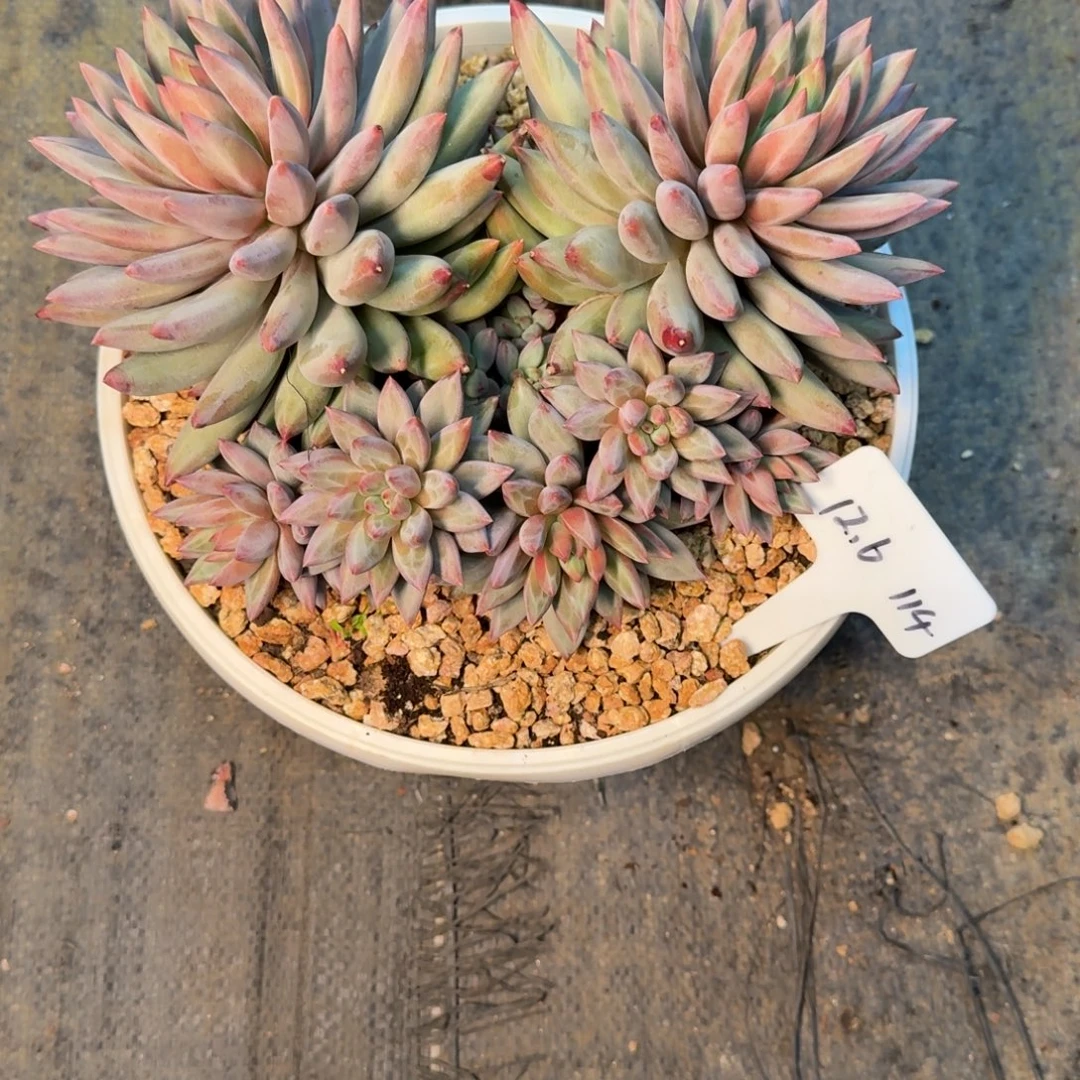 B***O一物一拍超大母本鱼114