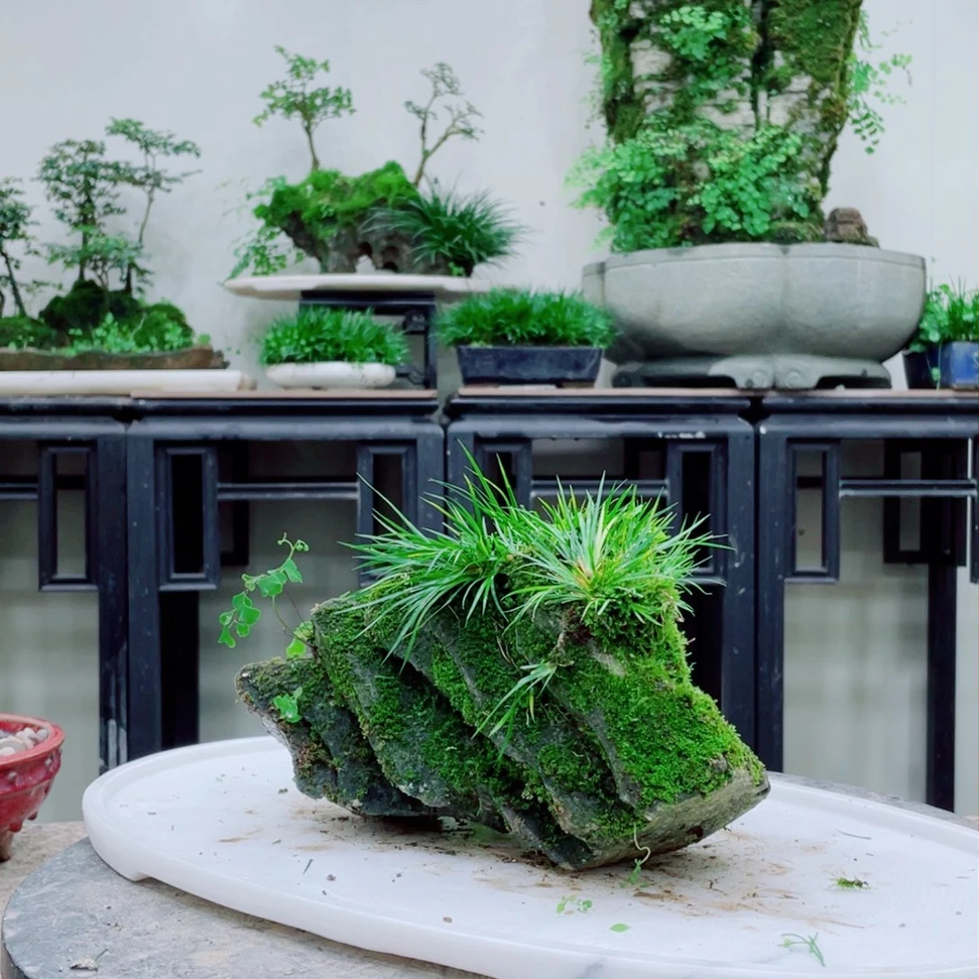 无铅玻璃张**宇铁线蕨等植物为主的