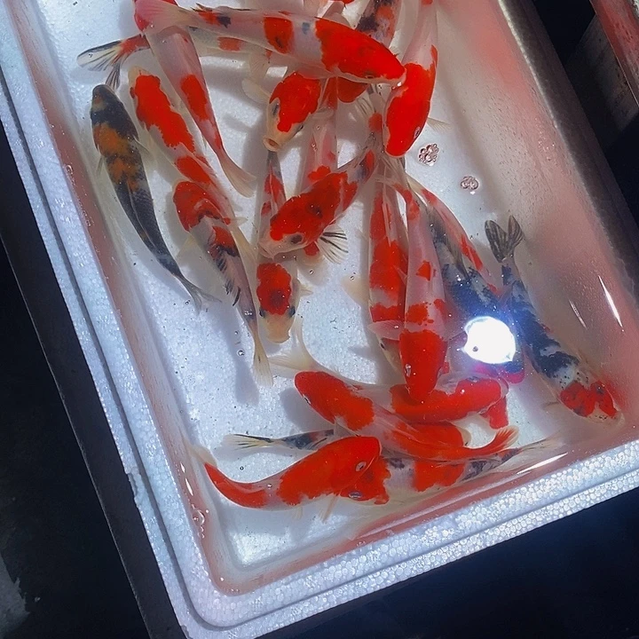 桥***哥锦鲤锦鲤活鱼开箱包活