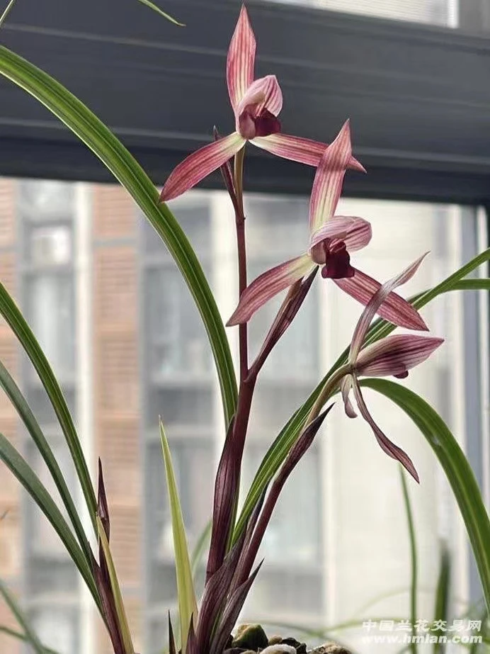 兰花名品随机发