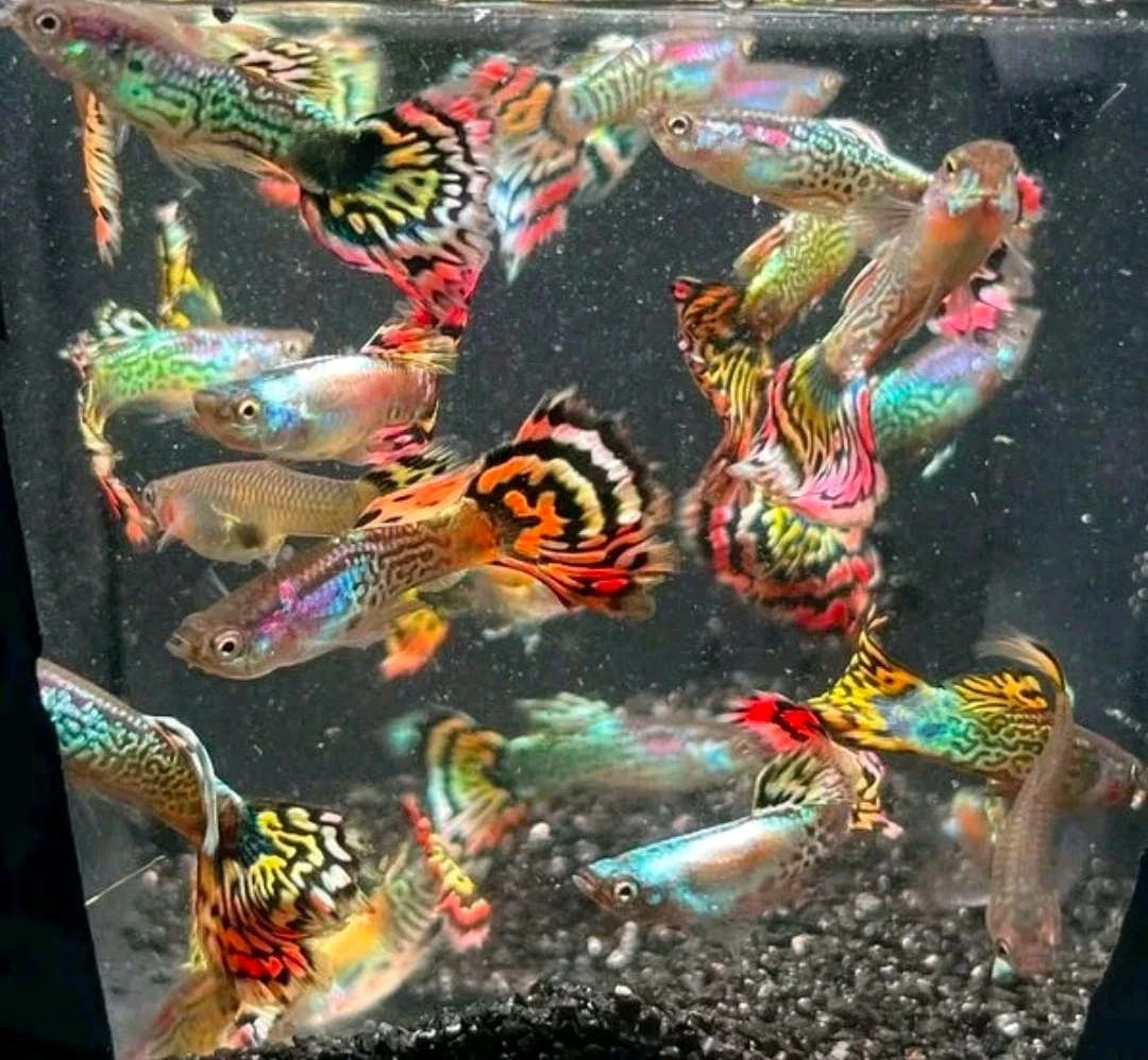 花老虎热带孔雀鱼好养耐活可繁殖临产孕母观赏鱼