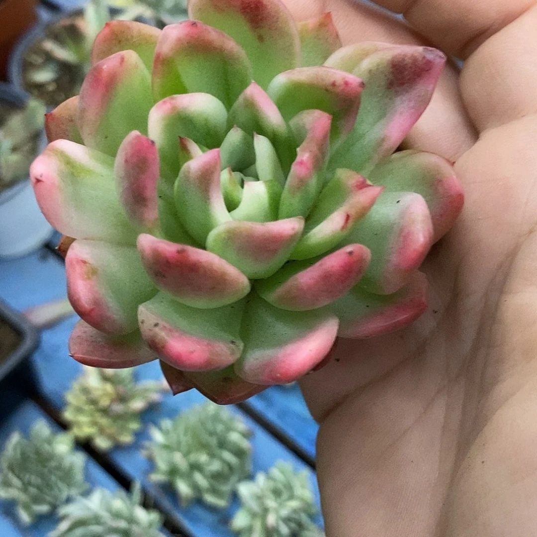 742水晶珍妮锦多肉植物哇啦塞