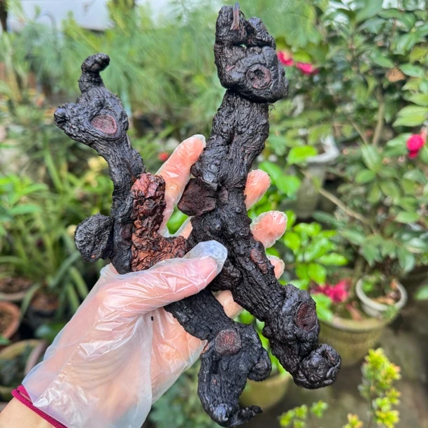 仙人余粮～太阳参-皇-京可搭配枸杞