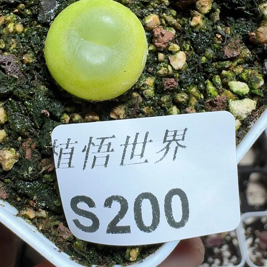 200号多肉植物哇fv