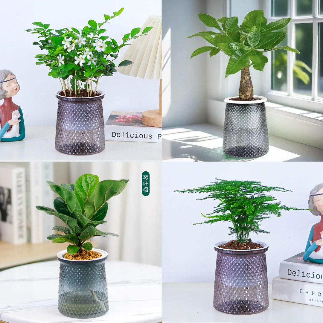 【新疆包邮】小盆栽水培盆 室内好养 净化空气