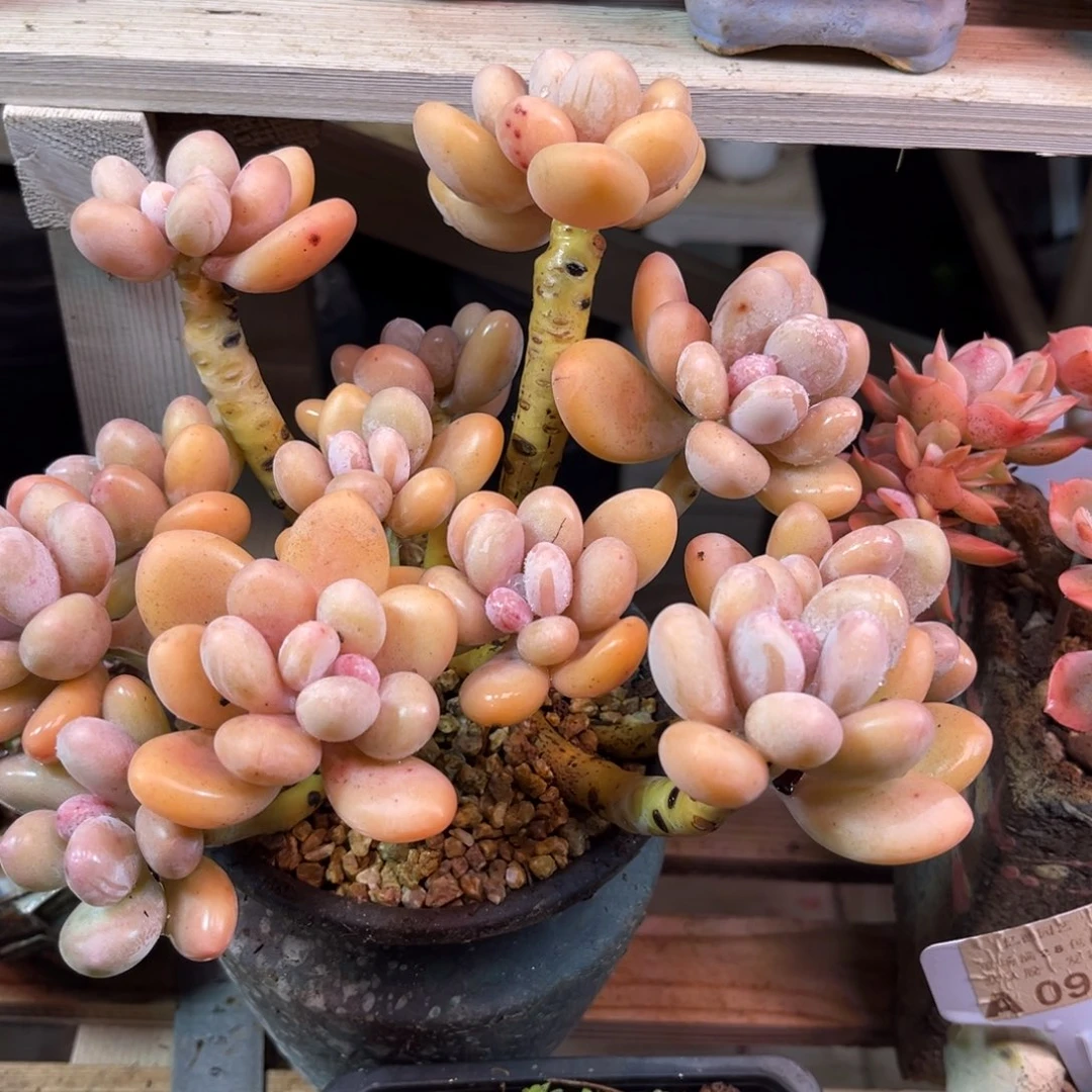 蛋黄奶模特预售多肉植物funvlvb